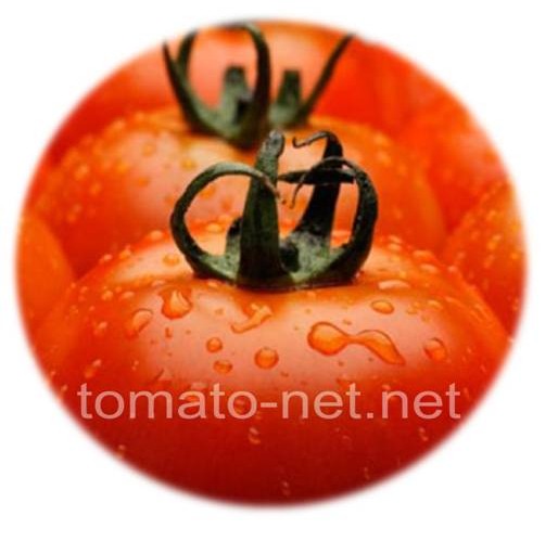 tomato net net
