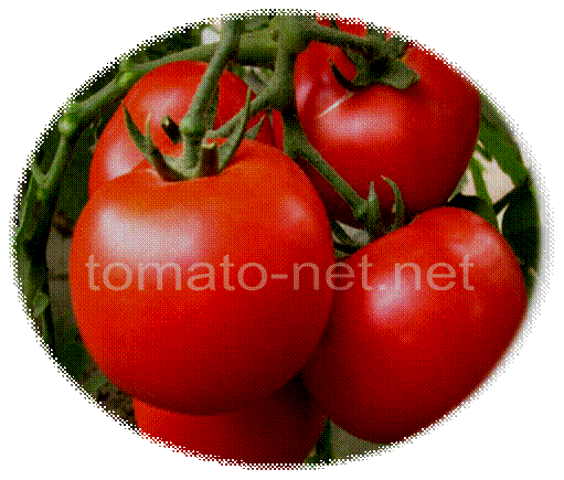 tomato-net.net