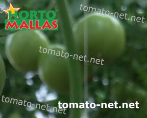 tomato plant using support net 