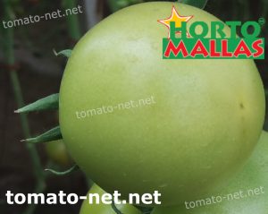 tomato harvest in cropfield