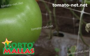 tomato plant with support net