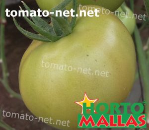 tomato crops in garden