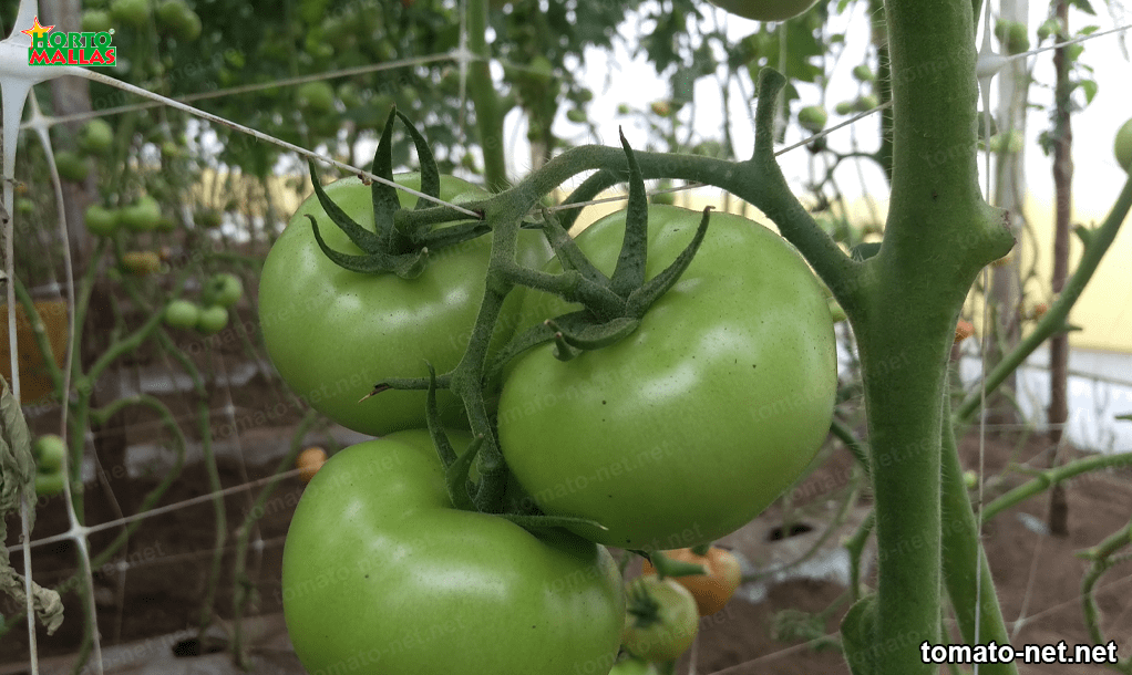 trellis mesh in tomato cultivation
