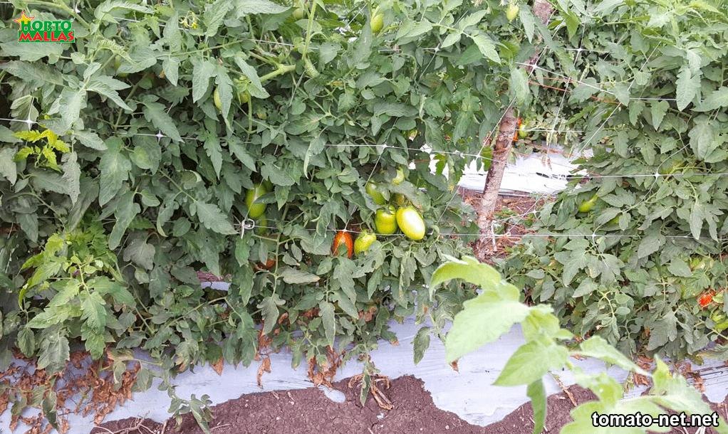 tomato netting