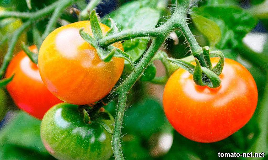 Tomato crops