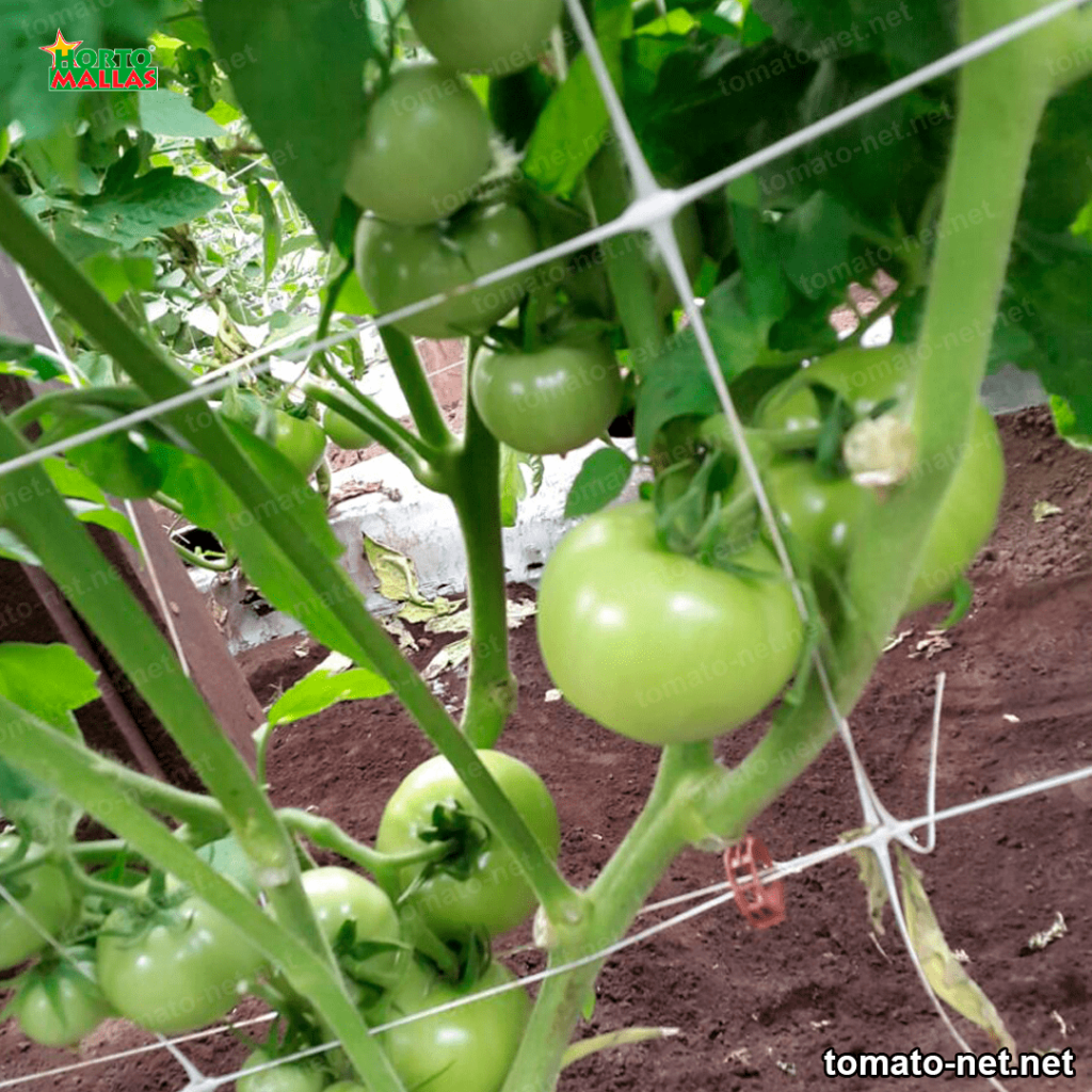 support mesh fot tomatoes cultivation