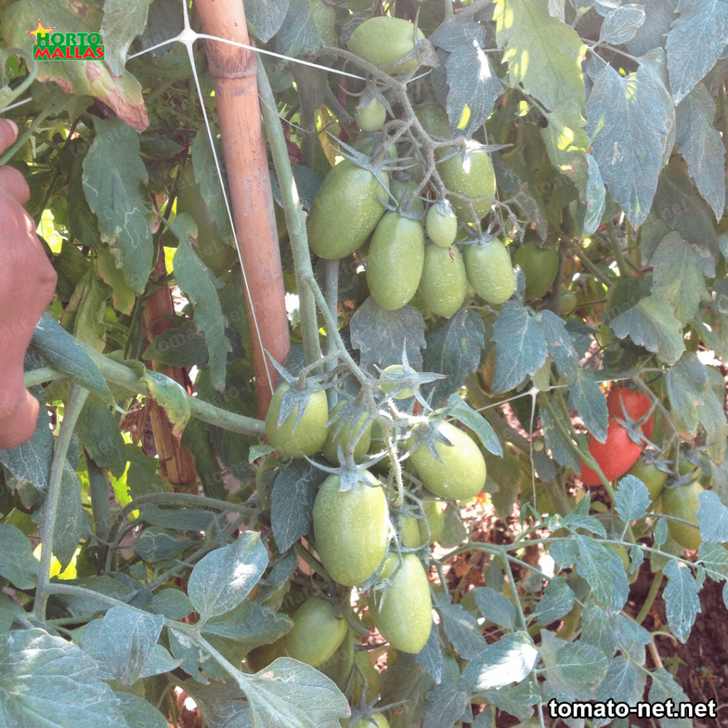 Trellis net on tomato plant with wooden stake