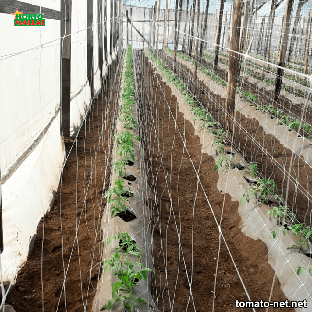 Greenhouse with tomato cultivation